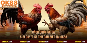 Cách Chọn Gà Đá - 5 Bí Quyết Kê Thủ Cần Biết Tại OK88