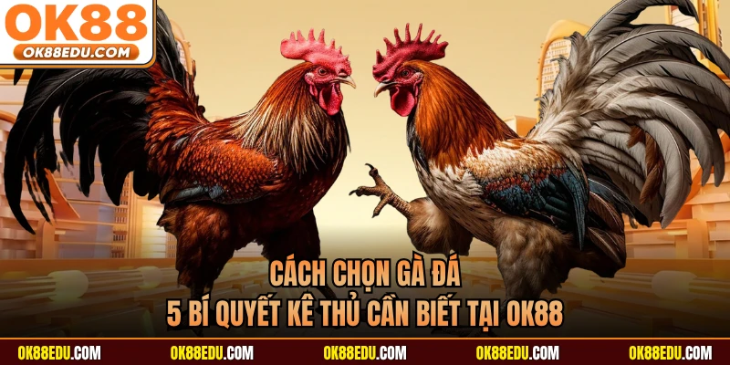 Cách Chọn Gà Đá - 5 Bí Quyết Kê Thủ Cần Biết Tại OK88