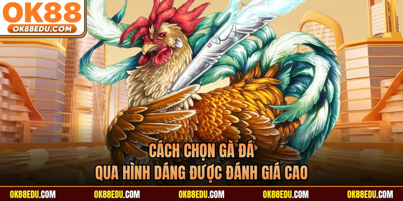 Cách chọn gà đá qua hình dáng được đánh giá cao