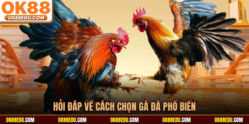 Hỏi đáp về cách chọn gà đá phổ biến